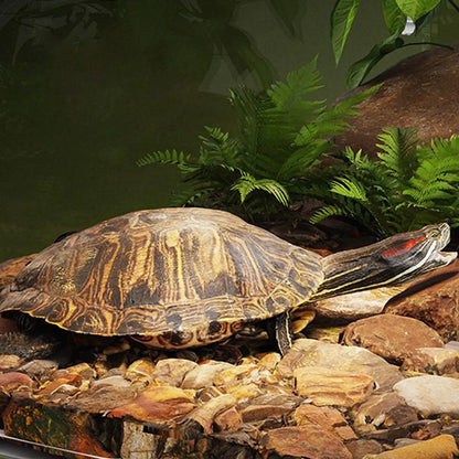 Pet Turtle Basking Area With Ramp Turtle Tank Basking Area Over Tank Reptile Resting Land Turtle Basking Area Habitat For Turtle