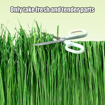 Rabbits Hay Bale Safe Natural Grass Hay Bedding For Hamster Healthy Pet Food Improves Digestion For Small Animal Gerbils