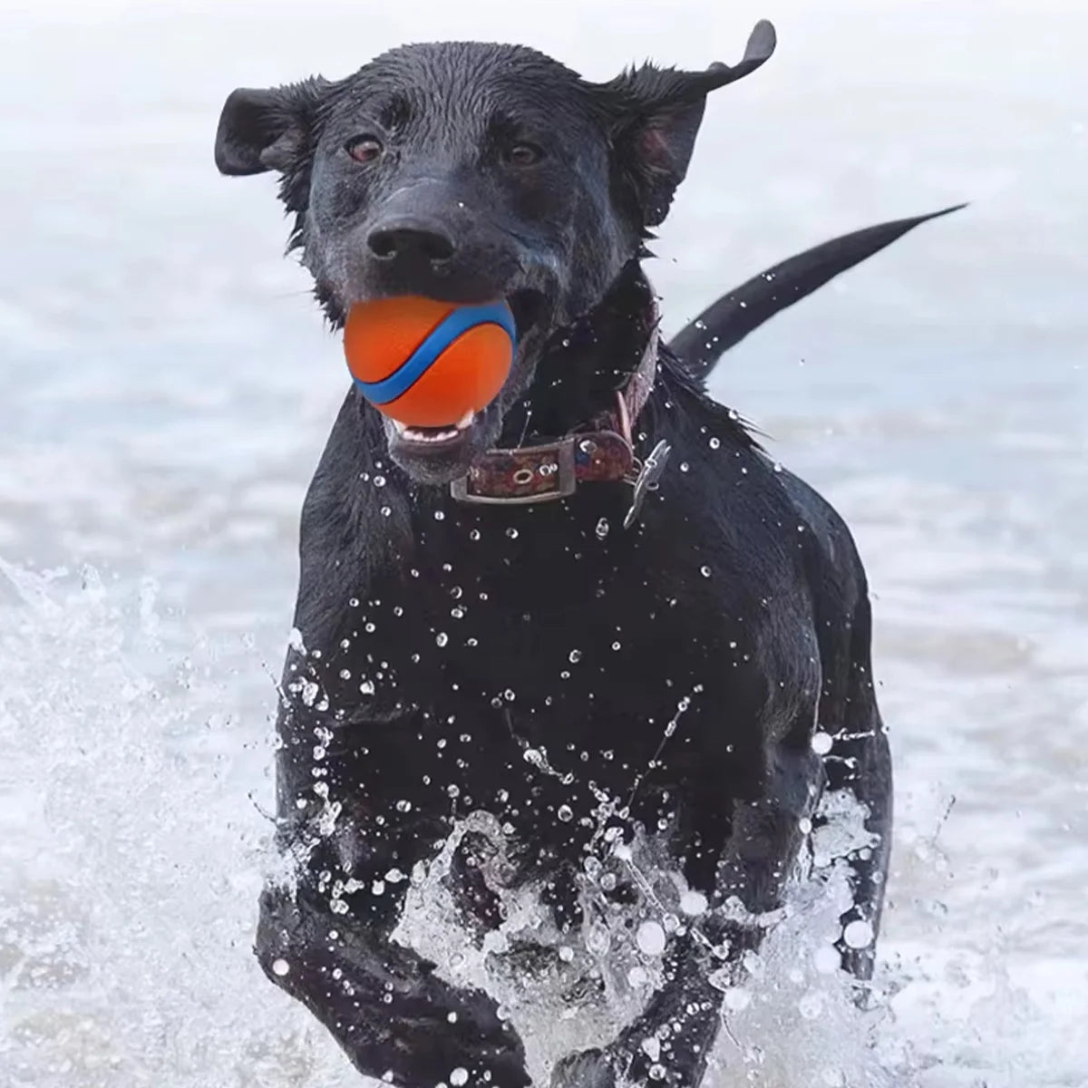 Interactive Rubber Bouncy Dog Ball Toy for Training and Relieve Boredom Dog Chewing Toy for Cleaning Teeth Pet Toys for All Dogs